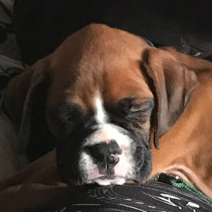 Meet your Posher, Dakota